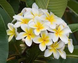 Climapod Greenhouses The Most Complete Greenhouse Solution Plumeria Flowers Love Flowers Frangipani