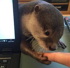 14 Reasons To Follow This Adorable Otter On Instagram Otters Animal Spirit Guides Cute Animals