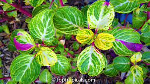 Image result for Iresine lindenii