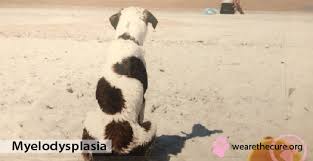 Bone marrow produces platelets and red blood cells. Myelodysplasia The National Canine Cancer Foundation
