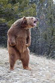 Grizzly Bear Standing Google Search Medved