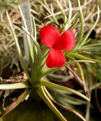 Image result for Albertisia exelliana