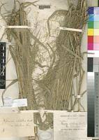 Image result for Panicum subalbidum