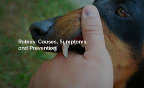 Image result for Rabies