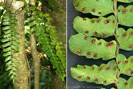 Image result for Arthropteris