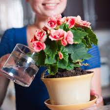 Maybe you would like to learn more about one of these? 10 Easiest Flowers To Grow Indoors Insider Monkey