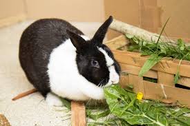 Tipps zur artgerechten haltung von hasen und kaninchen in der wohnung. Kaninchenhaltung Wie Halte Ich Kaninchen Richtig Peta Deutschland E V