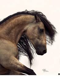 Read More About Horse Riding Lessons Near Me Check The Webpage To Find Out More Do Not Miss Our Web Pages Horses Pretty Horses Most Beautiful Horses