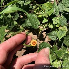 Image result for Sida urens