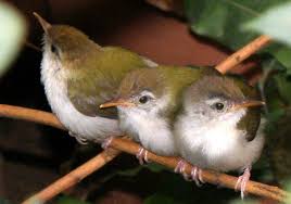 Hal ini wajar karena antara burung cucak ijo jantan dan betina terlihat hampir mirip satu sama lain. Ragam Suara Burung Perenjak Lumut Cinenen Pisang Om Kicau