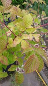 Check spelling or type a new query. Raspberry Leaves Turning Red And Yellow Help Gardening Landscaping Stack Exchange