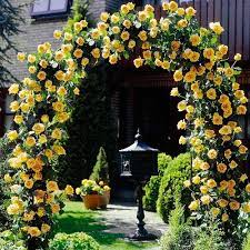 Which Climbing Roses Bloom All Summer Yellow Climbing Rose Climbing Roses Planting Flowers
