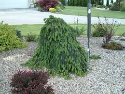 Check spelling or type a new query. Weeping Norway Spruce Wyoming Plant Company