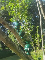 Image result for Olinia chimanimani