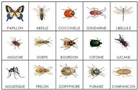 I Hope I Don T Need To Use Too Many Of These Words Bugs Insects Insectes Jeux De Langue Exercice Pour Enfant