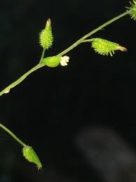 Image result for Pseudechinolaena polystachya