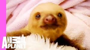 In honor of kristen bell's now infamous 31st birthday sloth meltdown, here are 31 pictures of sloths chillin'. Baby Sloths Get Swaddled Too Cute Youtube