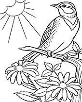 Birds coloring pages for kids. Bird Coloring Pages To Print Topcoloringpages Net