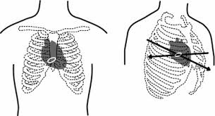 They are twelve in number on either side; Rib Cage With Arrows Marking The External Reference Points Of The Download Scientific Diagram