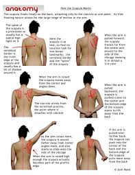 Shoulder How The Scapula Moves Muscle Anatomy Massage Therapy Kinesiology