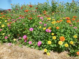Image result for Zinnia elegans