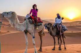These camels are not even the usual ones that you must have seen in rajasthan or in pictures. Morocco Desert Tours The Best Sahara Desert Trip In Morocco With Prices