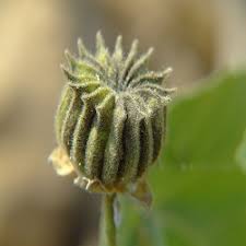 Image result for Sida veronicifolia