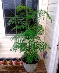 Green House Bonsai Moringa Tree Plant Seeds Malunggay For Planting Vegetable Plants Free Fertilizer Seed Planting Instructions Lazada Ph