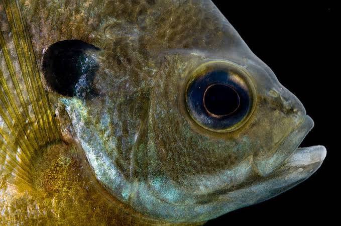 Bluegill (Lepomis macrochirus) - Joel Sartore