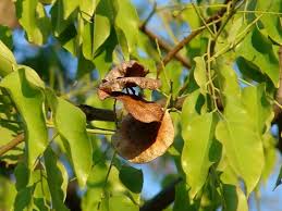 Image result for Pterocarpus indicus