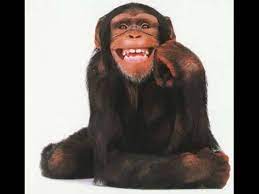 قرد يضحك اوعى يفوتك الفيديو ده 7 ثوانى بس youtube