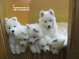 White german shepherd puppies for sale near me. Long Coat White German Shepherd Puppy Dog Kennel