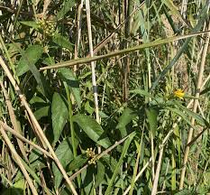 Image result for Lysimachia ruhmeriana