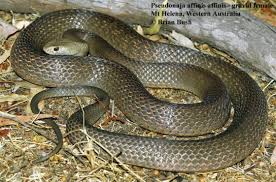The colours vary widely between individuals and are an unreliable means of identifying the species. Pseudonaja Affinis The Reptile Database
