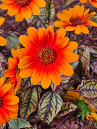 Image result for Heliopsis