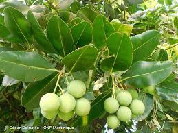 In brazil is commonly known as guanandi,. Calophyllum Antillanum Britton 1924 Presentation