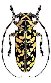 Black And Yellow Longhorn Beetle Poisonous Lasiopezus Hiekei Longhorn Beetle Beetle Bugs And Insects