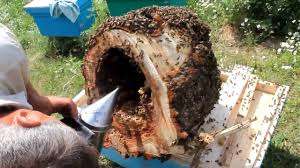 Se pot face si alte modele sau dimensiuni in functie de specificatiile clientului.pret de criza 100 ron.livrarea se face din calafat, dolj. Vand Stupi De Albine Atelier Tamplarie Stupi 100 Cutii Stupi Pentru Albine Dadant Vlog 76 By Apicultura Stupina Lui Ovidiu