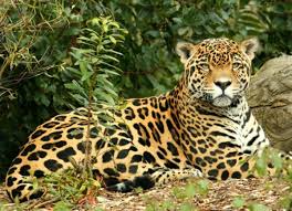 Maybe you would like to learn more about one of these? Endangered Animals In The Rainforest Owlcation