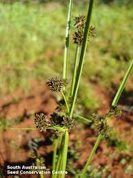 Image result for Cyperus difformis