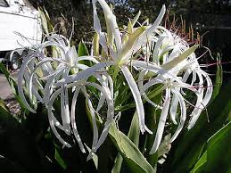 Image result for Crinum asiaticum