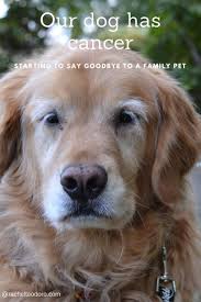Swelling can exist around the location of the cancer but sometimes no swelling is present at all. Our Dog Has Cancer Starting To Say Goodbye To A Family Pet Dog Cancer Really Cute Dogs Dogs