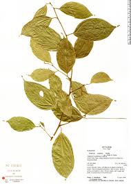 Image result for Heisteria