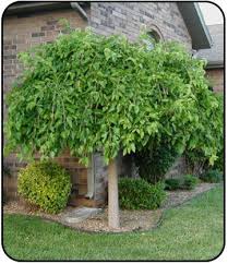 Iowa Outdoor Products Weeping Mulberry Lawn And Garden Garden Trees Front Yard Landscaping