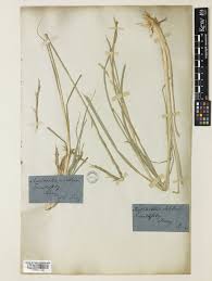 Image result for Phacelurus gabonensis