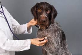 Breathing rates are much higher than this when dogs and cats are hot, stressed or active but that is ok. Checking Your Pet S Vitals Bluepearl Pet Hospital