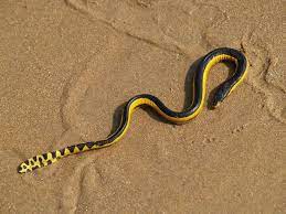 The Most Dangerous Species On The Planet Page 45 Of 78 Frank151 Sea Snake Snake Sea Serpent
