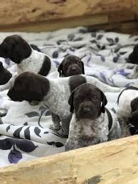 Find local german shorthaired pointer puppies for sale and dogs for adoption near you. German Shorthaired Pointer Vs German Shepherd Breed Comparison