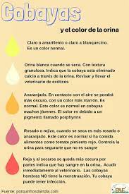 Pin De Maria Jesus En Todo Para Cobayas Color De La Orina Cobayas Seco