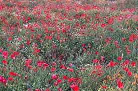 Rabee Al-Sadawi Park, Hafr Al-Batin.